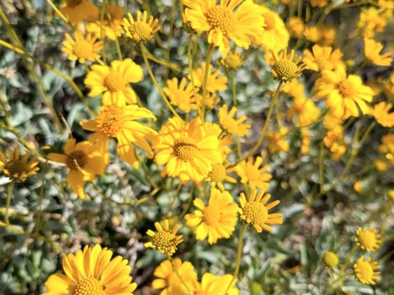 Brittlebush Encelia farinosa seeds for xeriscaping and dry-climate gardens