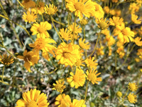 Brittlebush Encelia farinosa seeds for xeriscaping and dry-climate gardens