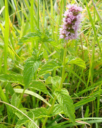 Mint spearmint Mentha spicata plant seeds for home herb gardens