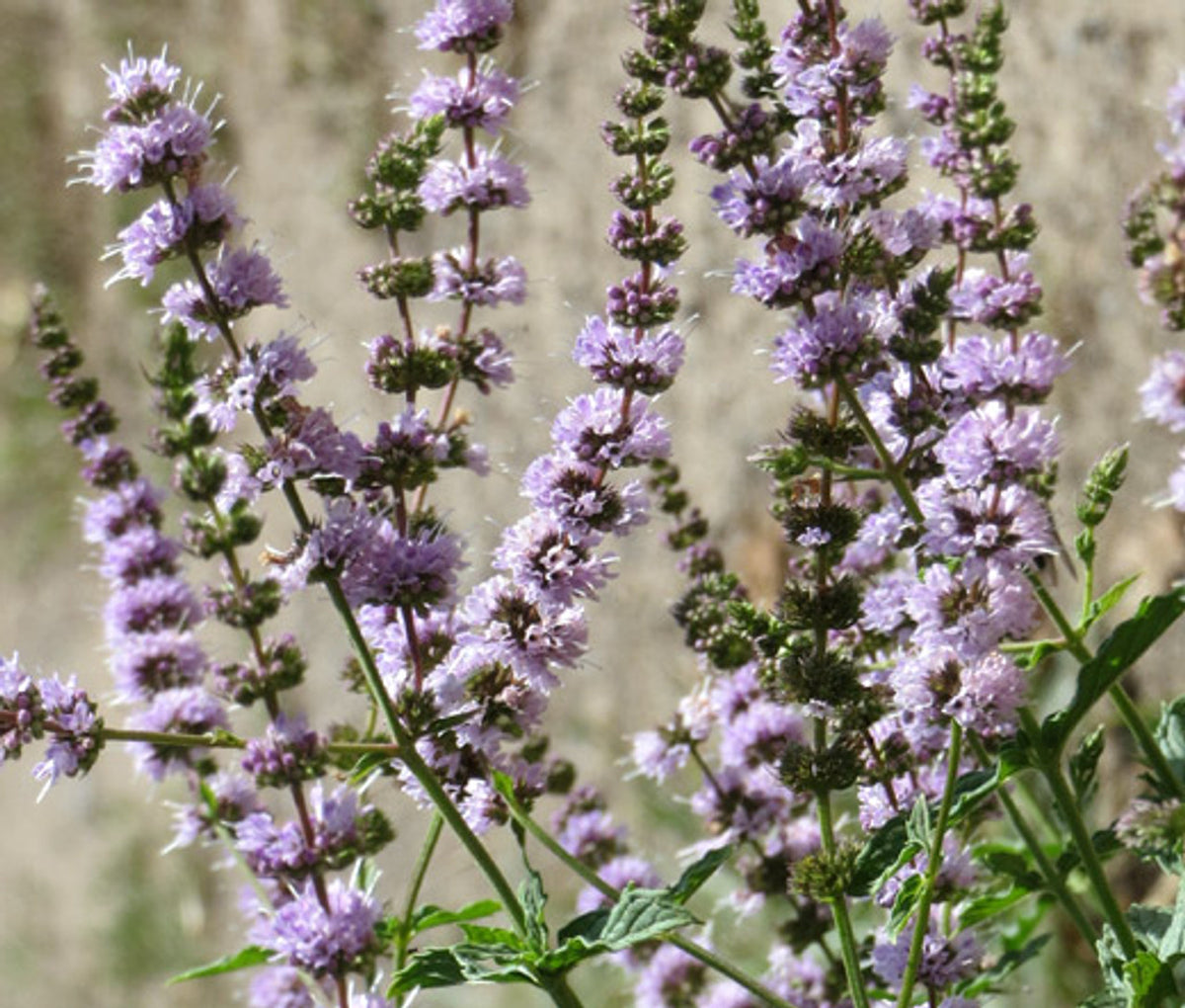 Spearmint Mentha Spicata – Fragrant Herb Seeds