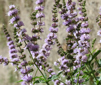 Spearmint Mentha Spicata – Fragrant Herb Seeds