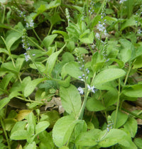 Common Speedwell Veronica officinalis organic seeds for herb gardens
