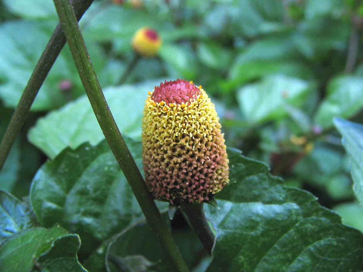 Toothache Herb Spilanthes – Flowering Culinary Herb Seeds