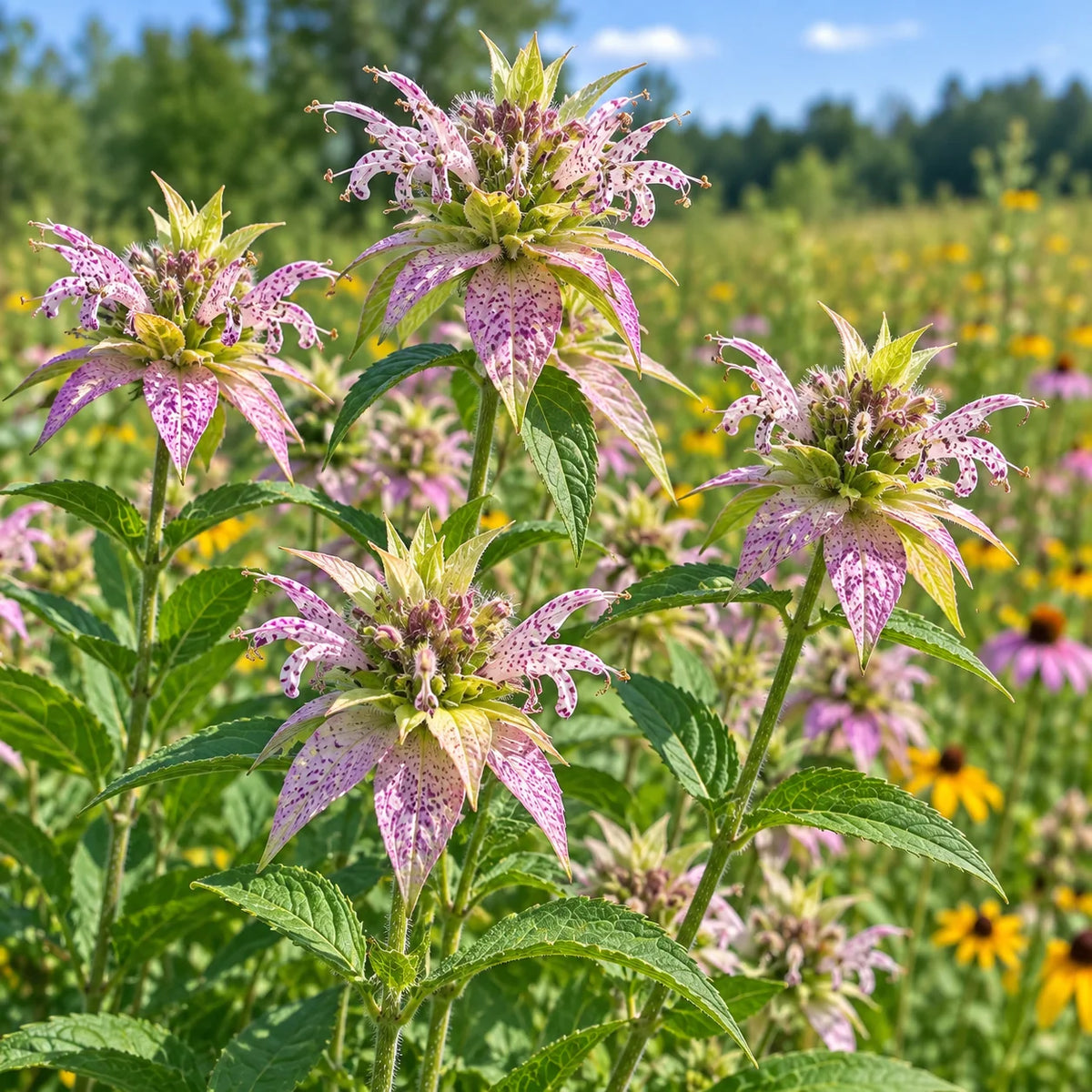 Monarda punctata Yellow Dotted Mint flowers with spotted pale yellow petals and colorful bracts