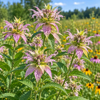 Monarda punctata Yellow Dotted Mint flowers with spotted pale yellow petals and colorful bracts