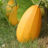 Spaghetti Squash Seeds – Garden Fruit Seeds