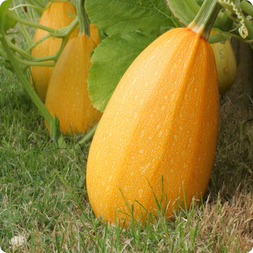 Spaghetti Squash Seeds – Garden Fruit Seeds