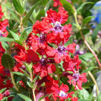 Cuphea llavea Seeds – Bat Face Cuphea, Heirloom, Non-GMO, Heat-Tolerant Annual