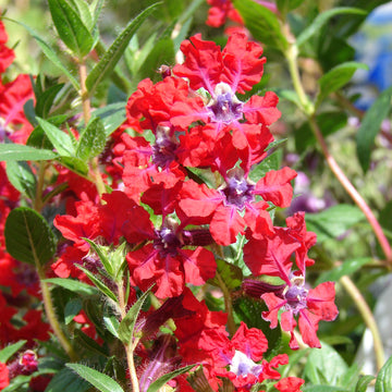 Cuphea llavea Seeds – Bat Face Cuphea, Heirloom, Non-GMO, Heat-Tolerant Annual