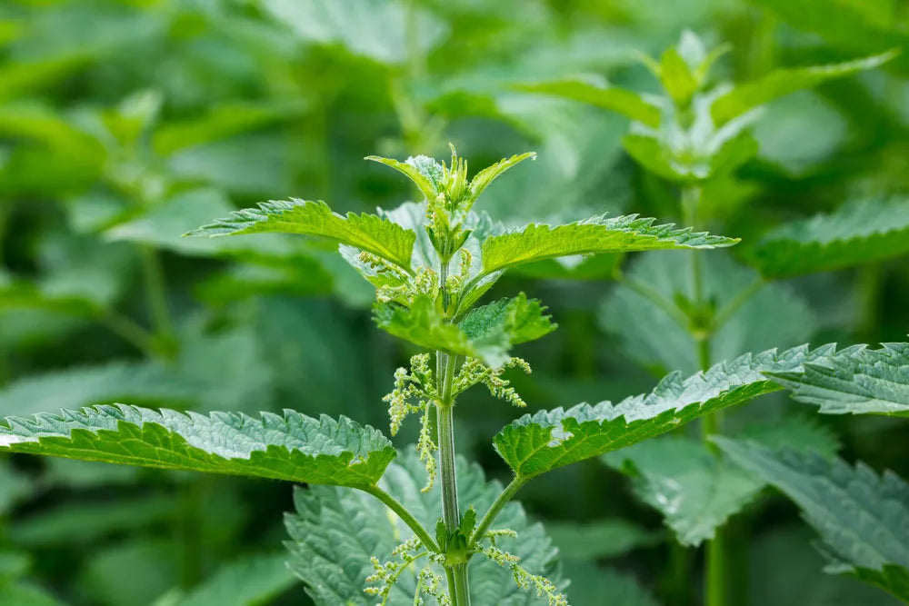 Stinging Nettle Urtica dioica plant with green serrated leaves