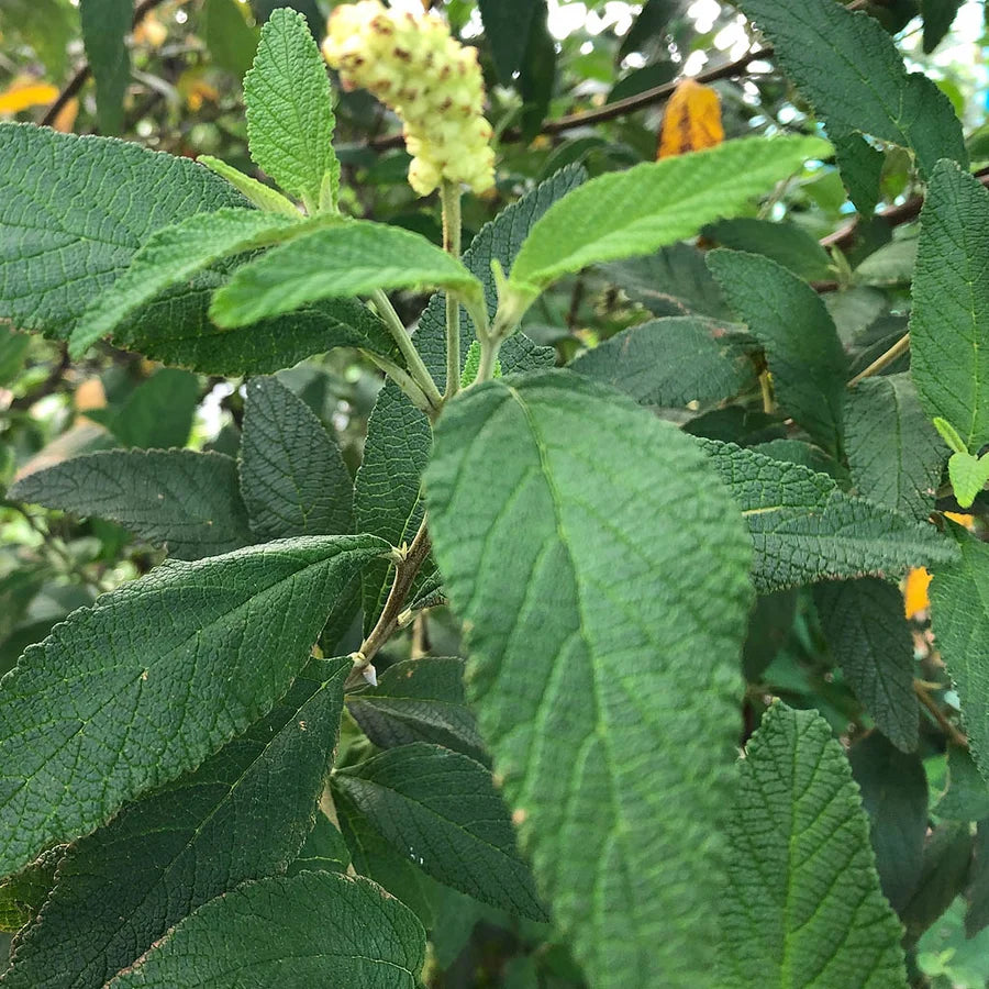 Cordia verbenacea flowering shrub for tropical and subtropical gardens