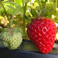 Seascape Strawberry Seeds – Heirloom, Non-GMO, Day-Neutral, High-Yield Variety