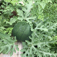 Sugar Baby Watermelon Seeds – Heirloom, Non-GMO, Compact Early Variety