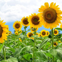 Yellow Sunflower Mammoth – Large Flower Garden Seeds