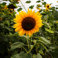 Hopi Black Dye Sunflower variety for organic garden planting and natural dye projects