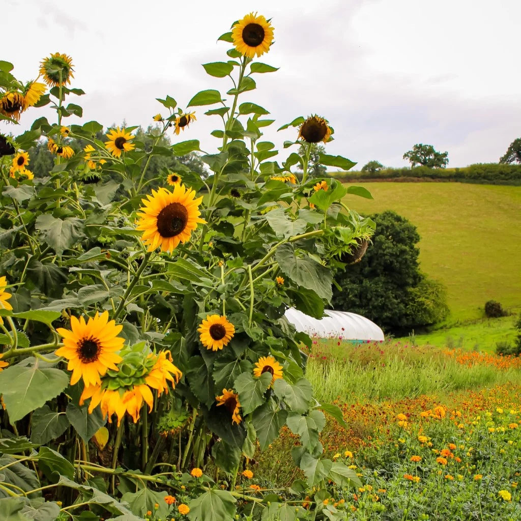 Hopi Black Dye Sunflower variety for natural dye gardens and ornamental planting