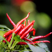 Yunnan Cayenne Seeds – Capsicum frutescens Garden Planting Seeds