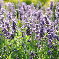 English Lavender plant with narrow aromatic foliage and purple flower spikes.