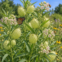 Swan Plant Asclepias physocarpa with cream-white flowers, narrow green leaves, and balloon-shaped seed pods growing in an outdoor ornamental garden