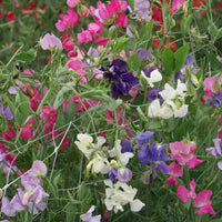 Mammoth Mixed Sweet Pea – Colorful Wildflower Garden Seeds