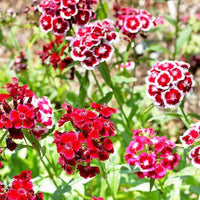 Sweet William Dianthus Barbatus – Vibrant Garden Flower Seeds