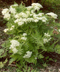 Sweet Cicely Myrrhis odorata Seeds for Herb Gardens, Woodland Planting, and Natural Landscapes