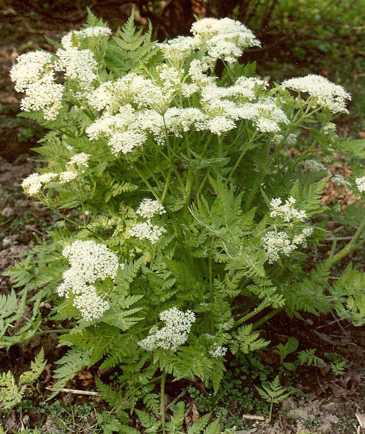 Sweet Cicely Myrrhis odorata Seeds for Herb Gardens and Outdoor Planting