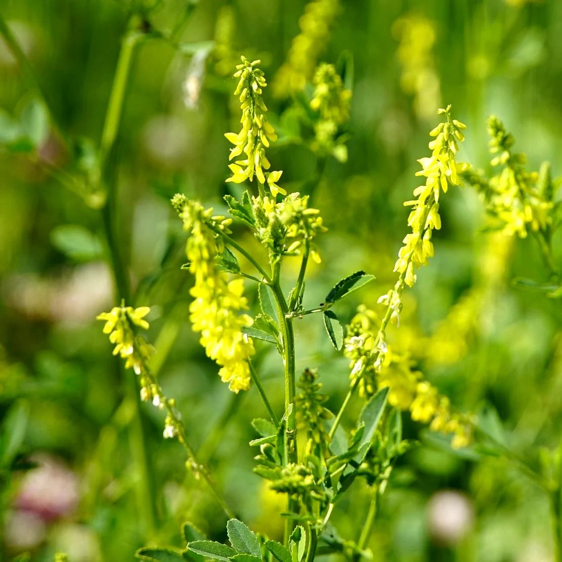 Organic Yellow Melilot Melilotus officinalis Garden Planting Seeds for Flower Gardens and Natural Landscapes