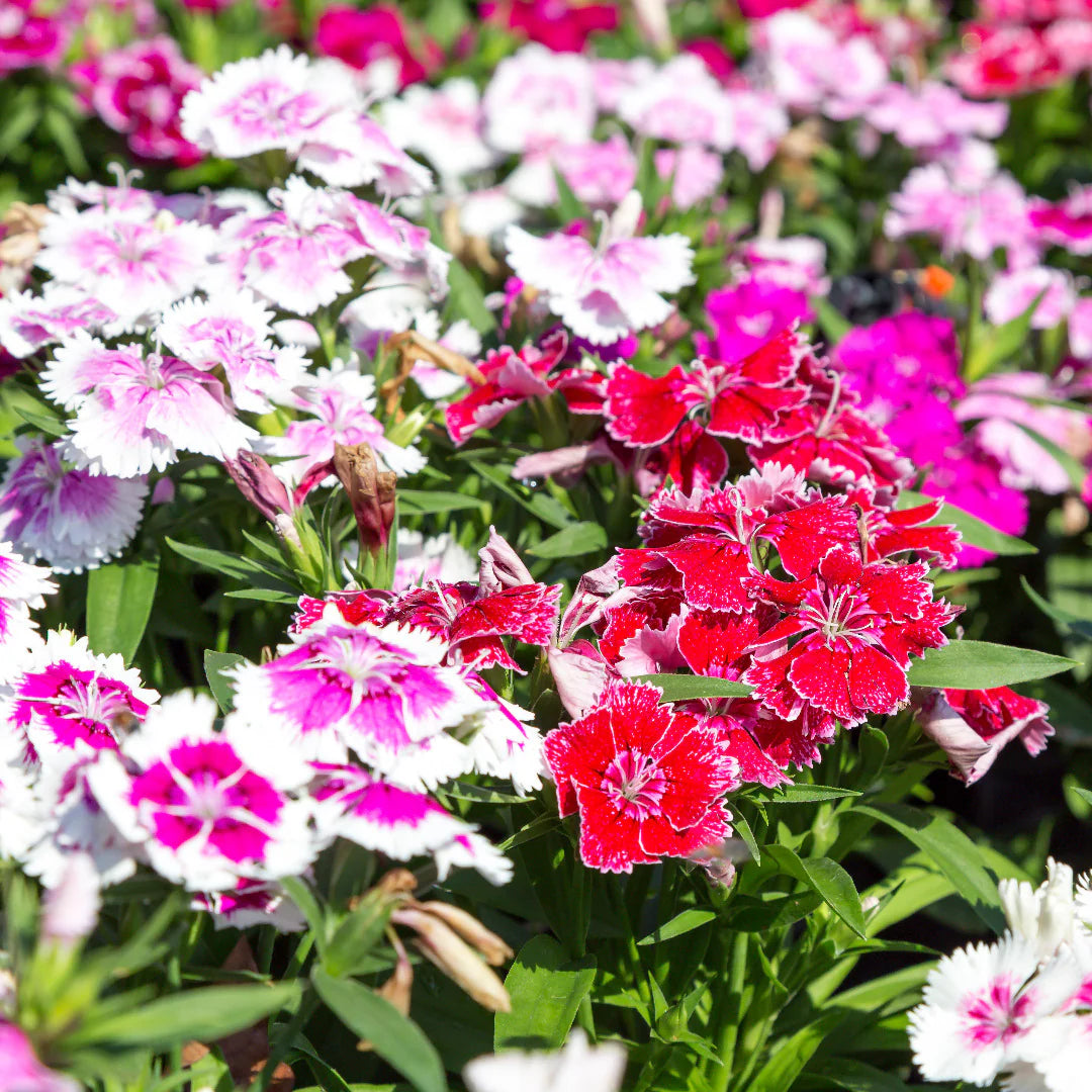 Sweet William Dianthus Barbatus – Vibrant Garden Flower Seeds
