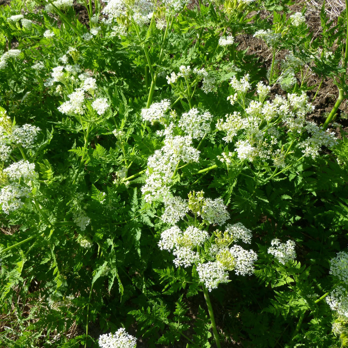 Sweet Cicely Myrrhis odorata perennial herb with delicate white flowers and finely divided green foliage in a home garden