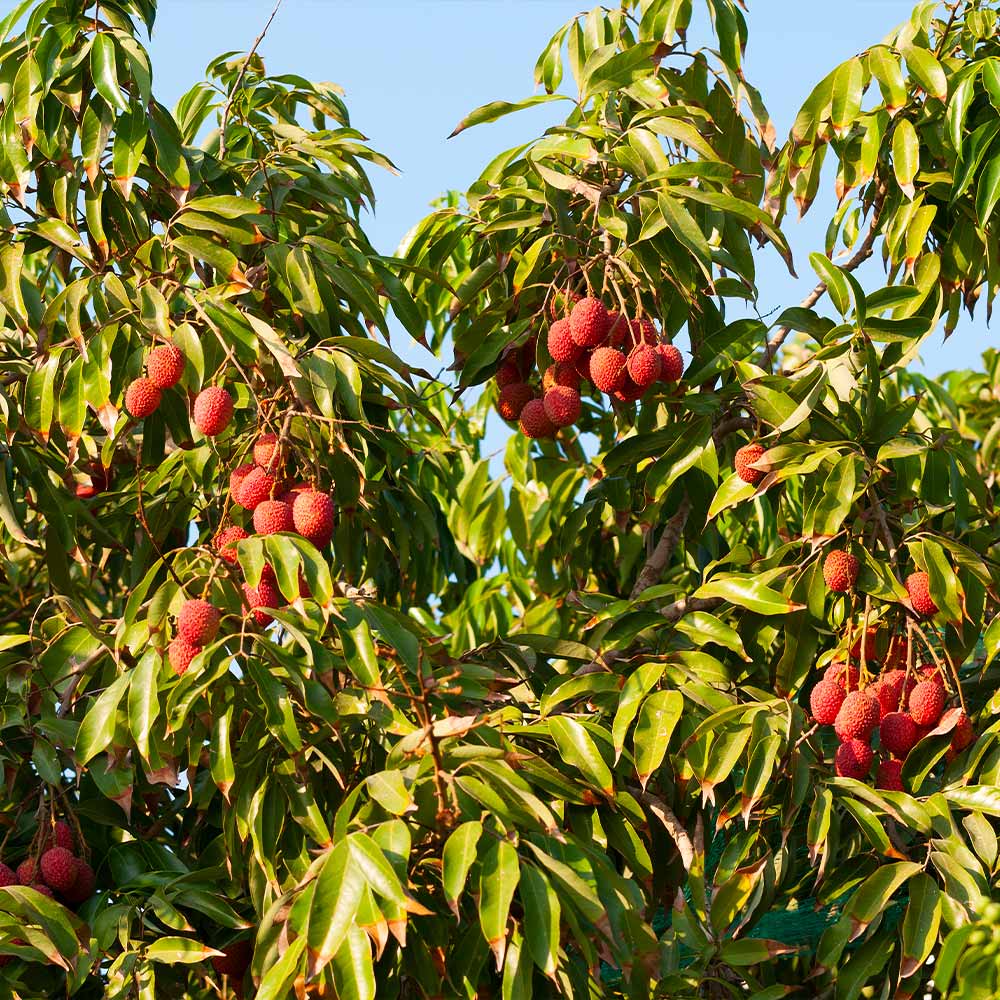 Hak Ip Lychee Seeds – Heirloom, Non-GMO, Premium Tropical Fruit Variety for Planting