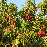 Brewster Lychee Seeds (Litchi chinensis) – Heirloom, Non-GMO, Tropical Fruit Variety