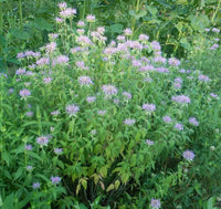 Assorted herb garden seed varieties for home gardening and outdoor planting