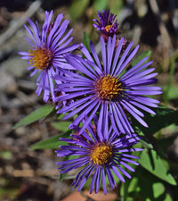 New England Aster Symphyotrichum – Colorful Perennial Wildflower Seeds