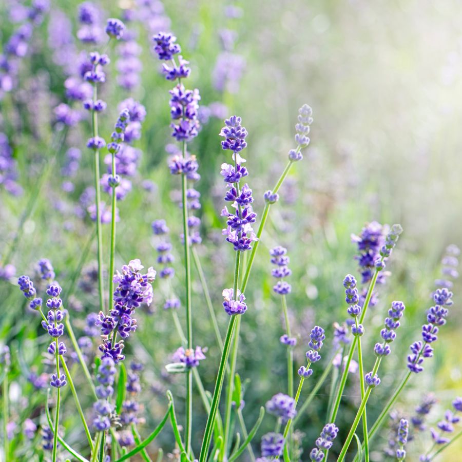 Lavandula angustifolia flowering herb growing in a sunny garden bed.
