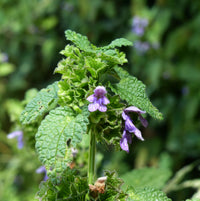 Black Horehound Seeds, Ballota nigra for Herb and Garden Planting