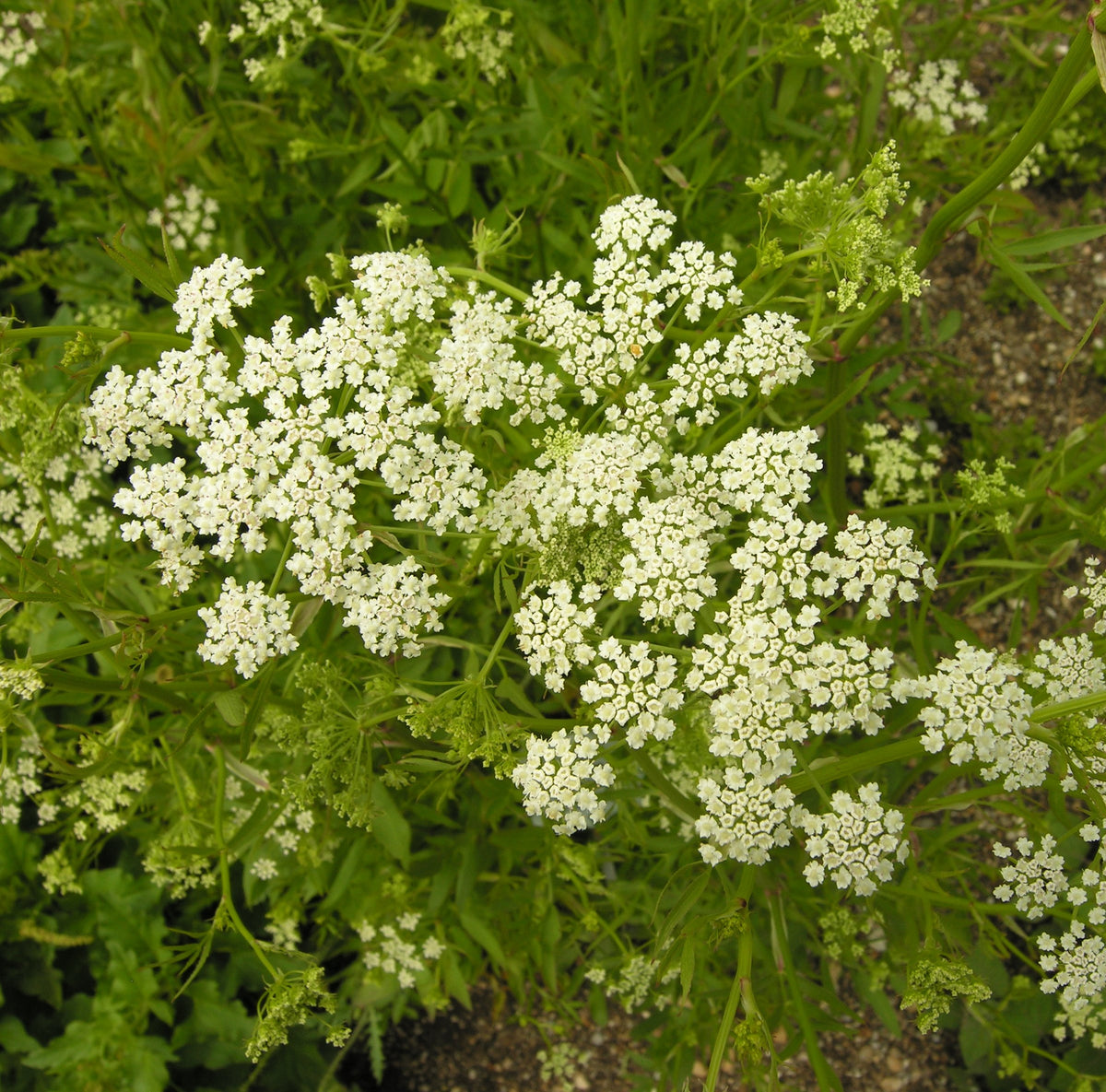 Skirret Herb Seeds – Sium sisarum Garden Plant