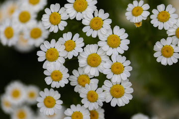 Organic Feverfew (Tanacetum parthenium) perennial flowering plant displaying deeply divided aromatic green leaves, upright branching stems, and clusters of white daisy-like flowers with bright yellow centers in a sunny perennial garden.