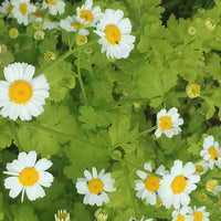 Tanacetum parthenium Organic Seeds,Feverfew for Flower and Herb Gardens