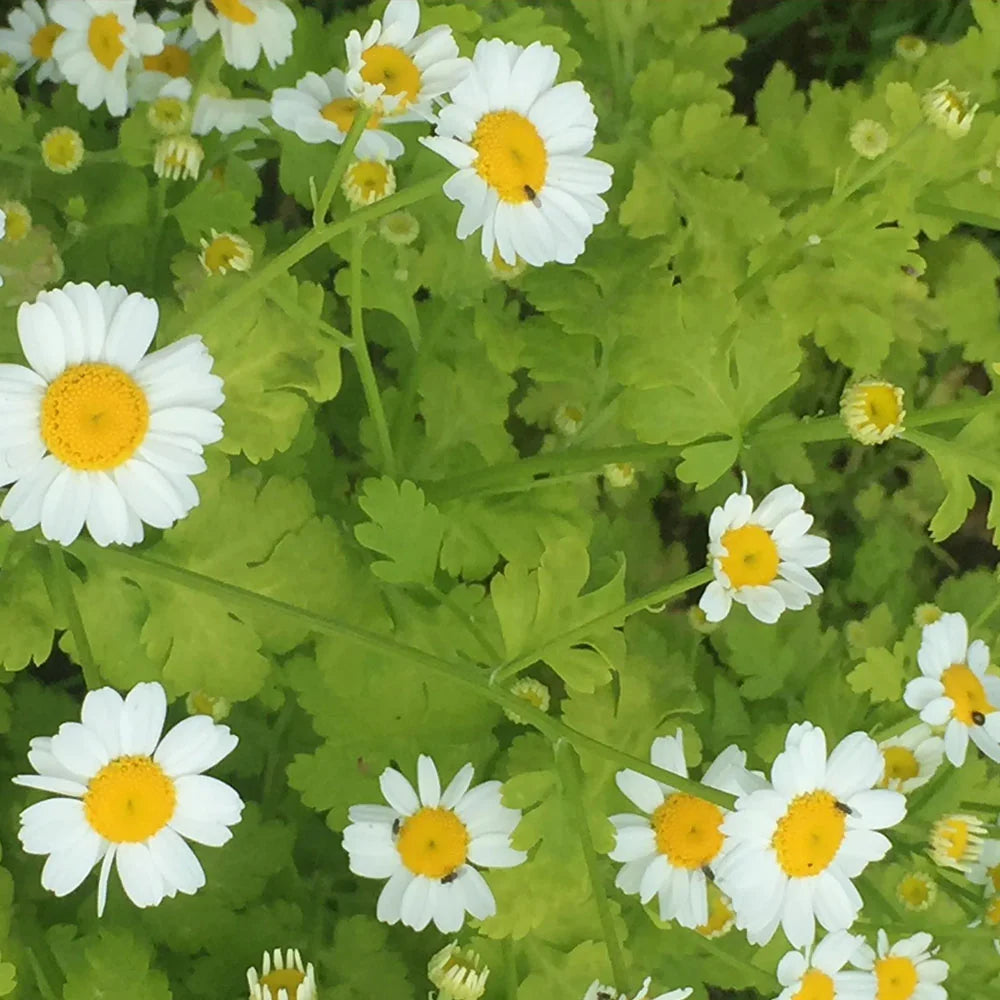 Organic Feverfew ,Tanacetum parthenium Seeds for Perennial Garden Growing