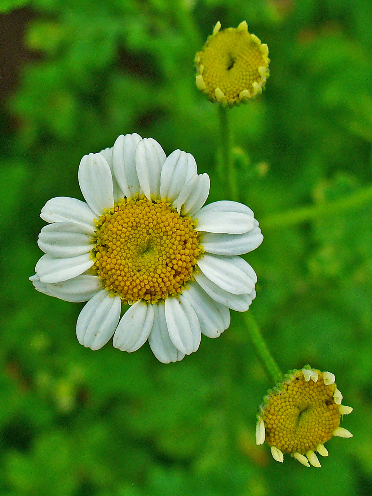 Organic Feverfew ,Tanacetum parthenium Seeds for Perennial Garden Growing