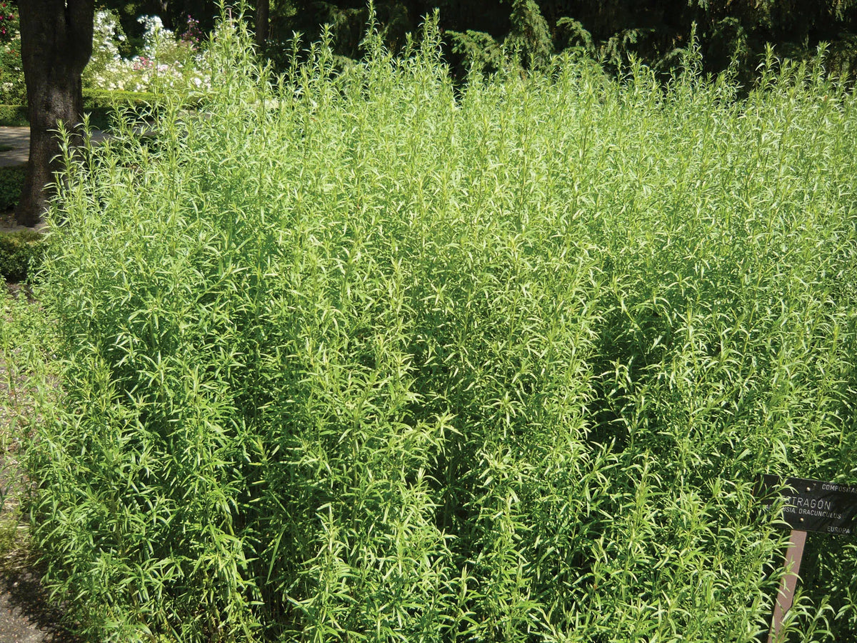 Organic Russian Tarragon Artemisia dracunculoides seeds for herb planting