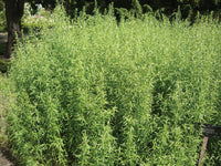 Organic Russian Tarragon Artemisia dracunculoides seeds for herb planting
