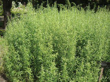 Organic Russian Tarragon Artemisia dracunculoides seeds for herb planting