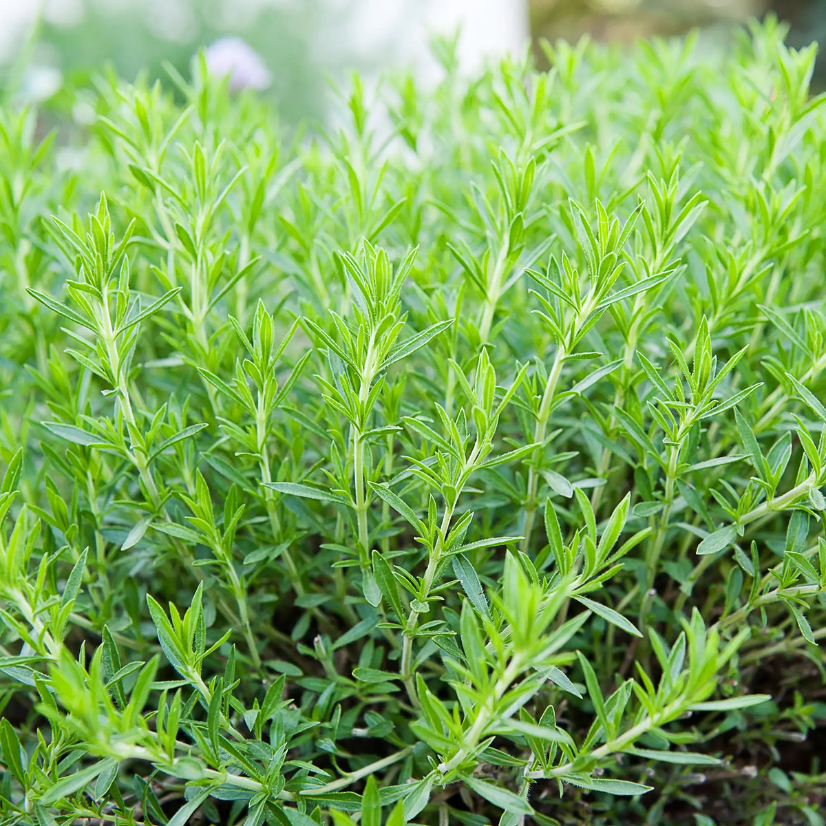 Russian Tarragon seeds for home herb gardens and garden beds