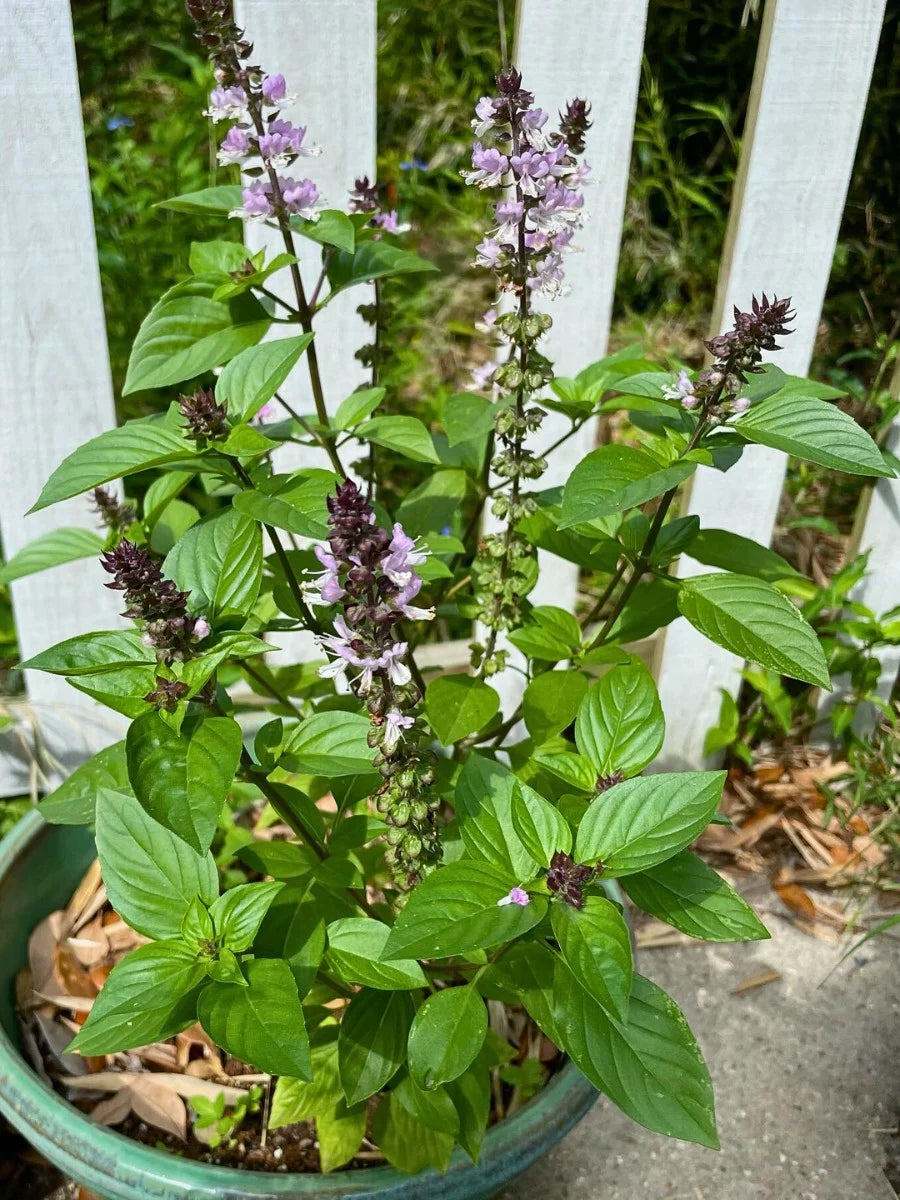 Organic Basil Seeds Collection Featuring Genovese, Greek, Mrihani, Sweet, and Thai Basil Varieties