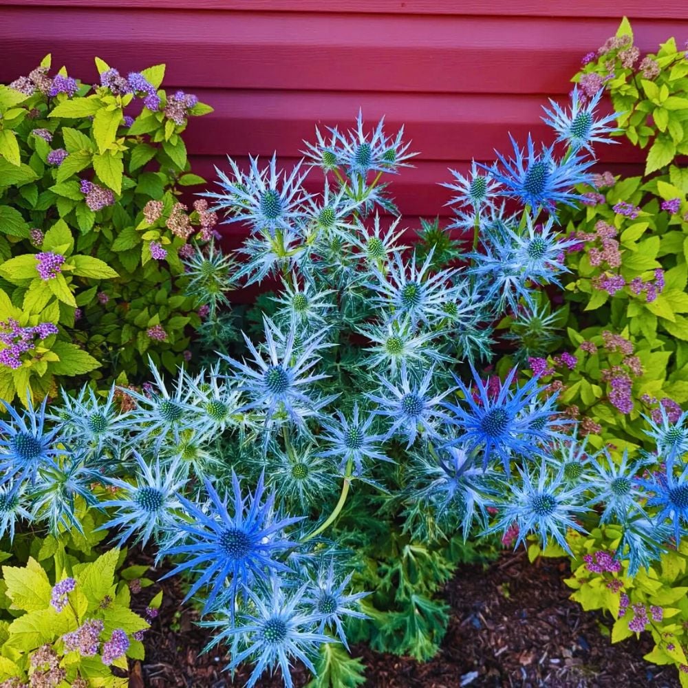 Eryngium planum Planting Seeds – Sea Holly Garden Flower Seeds