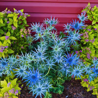 Eryngium planum Planting Seeds – Sea Holly Garden Flower Seeds