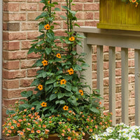 Thunbergia (Black-Eyed Susan Vine) Climbing Plant Seeds for Planting – Heirloom, Non-GMO, Easy to Grow, Annual Vine