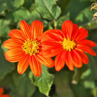 Mexican Sunflower Tithonia rotundifolia Seeds for Flower Gardens and Outdoor Planting
